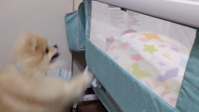 モチちゃん登場!