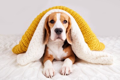 毛布を被る犬