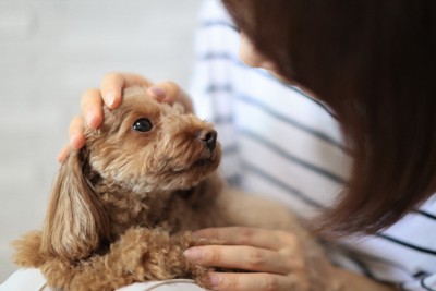 膝の上に乗る子犬のトイプードル