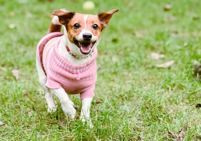 服を着て屋外で遊ぶ犬