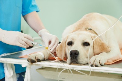 輸液中の犬と薬剤投与のイメージ