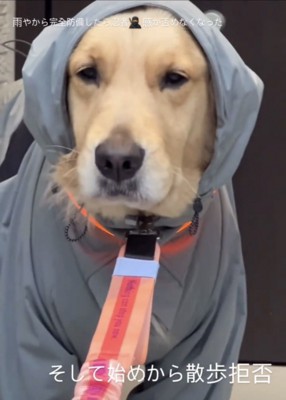 納得いかない表情の犬