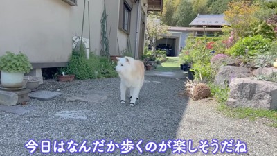 再び散歩へ出発