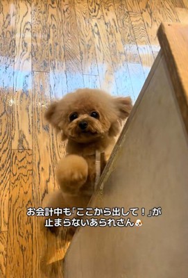 「早くそっちにいきたいよ～」