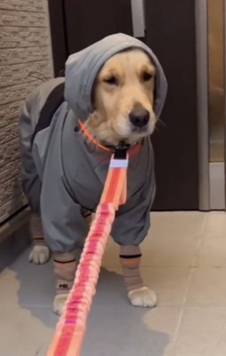 フードを被って見つめる犬