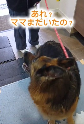 後ろを向く犬
