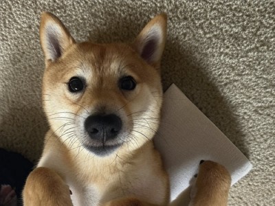 甘えん坊