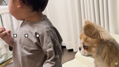 申し訳なさそうなお顔