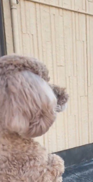 車を見つめる犬の横顔