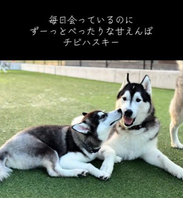 お父さん犬にベッタリ♡