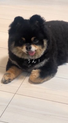 飼い主の言葉に頷く犬