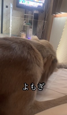 おやつに夢中な犬
