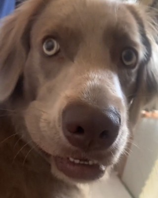 目を見開く犬