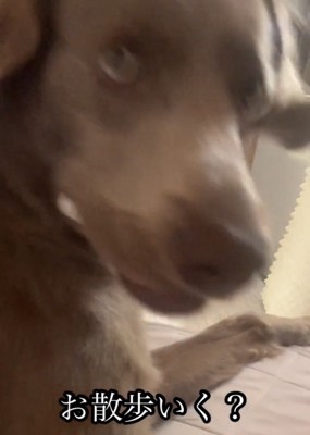 カメラを見る犬
