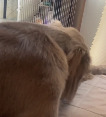 前を向いたままの犬