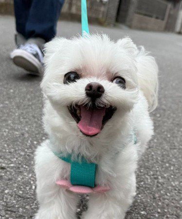 笑顔はじけるアーロちゃん