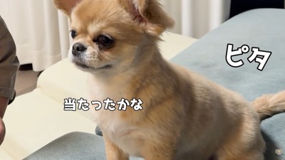 ハナちゃんは反省モード