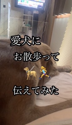 伏せている犬の背中
