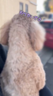 車に乗ったおばあちゃんを見て細い声をあげる犬