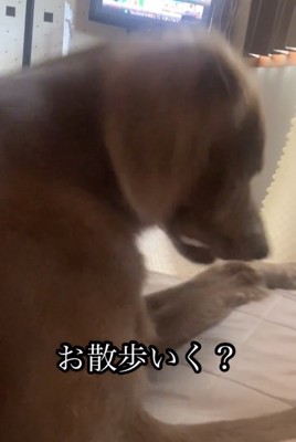 振り向き始める犬