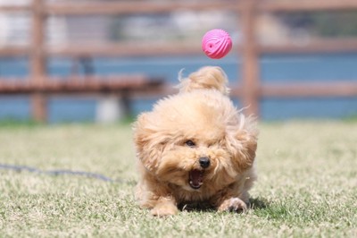 キャッチできないポテチくん3