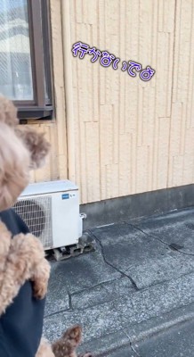 車の方を見て鳴き声をあげる犬