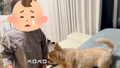 「ごめんね」とペロペロ