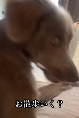 顔を上げた犬