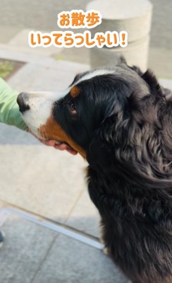 アゴする超大型犬
