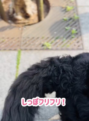 しっぽを振る超大型犬2