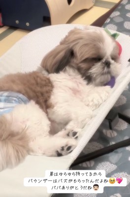 バウンサーで眠るバズくん