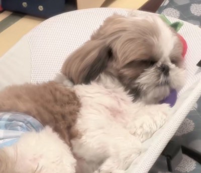 バウンサーで眠るバズくんの寝顔