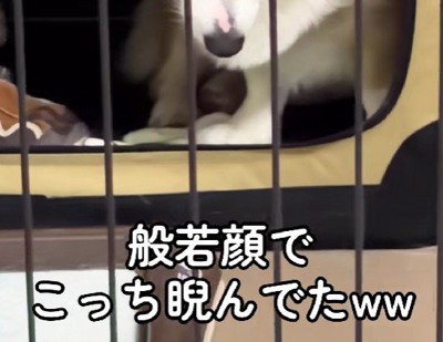 ケージに入れたときのこと…