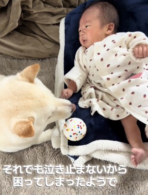 赤ちゃんのそばで寄り添う犬