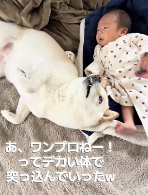 赤ちゃんの横で仰向けになる犬