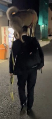 肩乗りで進む犬