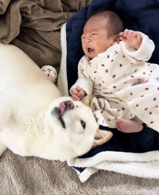 赤ちゃんの隣で転がる犬