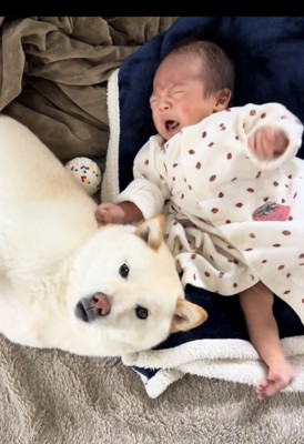 赤ちゃんのそばで見守る犬
