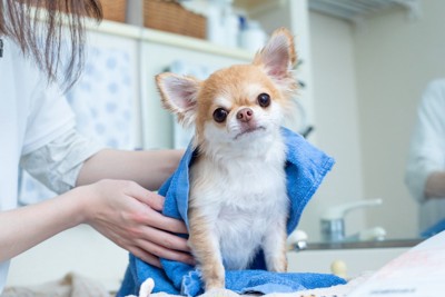 拭かれる犬