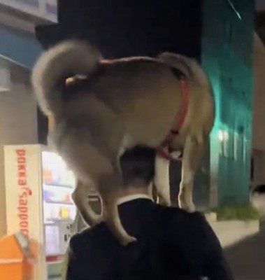 肩の上で踏ん張る犬