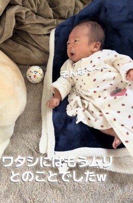 離れていく犬