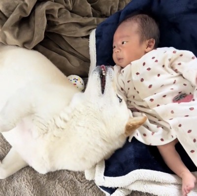 お腹を見せる犬