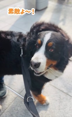 嬉しそうな超大型犬2