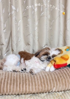 横になってくつろぐバズくん