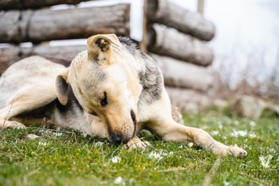 前足を噛む犬