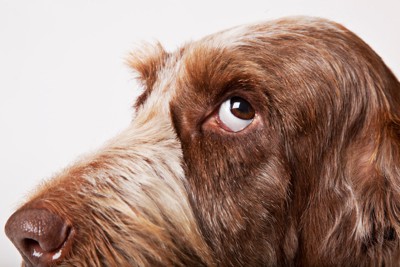 上目遣い、茶の犬の横顔