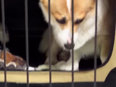 納得できないちくわちゃん