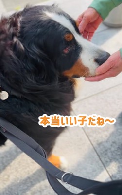 褒められる超大型犬