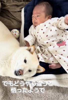 赤ちゃんの横で寝そべる犬