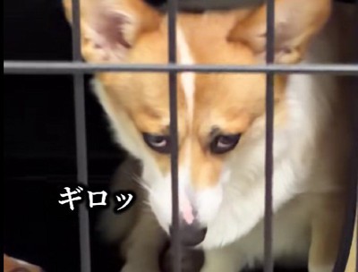 般若顔を披露！？